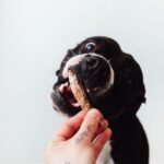 Pescaditos para Perros y Gatos (250g)