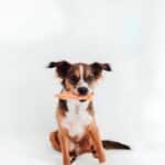 Alitas de Pollo para Perros y Gatos (500g)